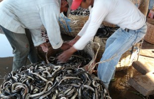 Cambodia fish market
