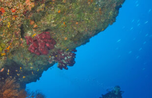 Diver and reef (© Chris Mason Parker - Tourism Department Seychelles)