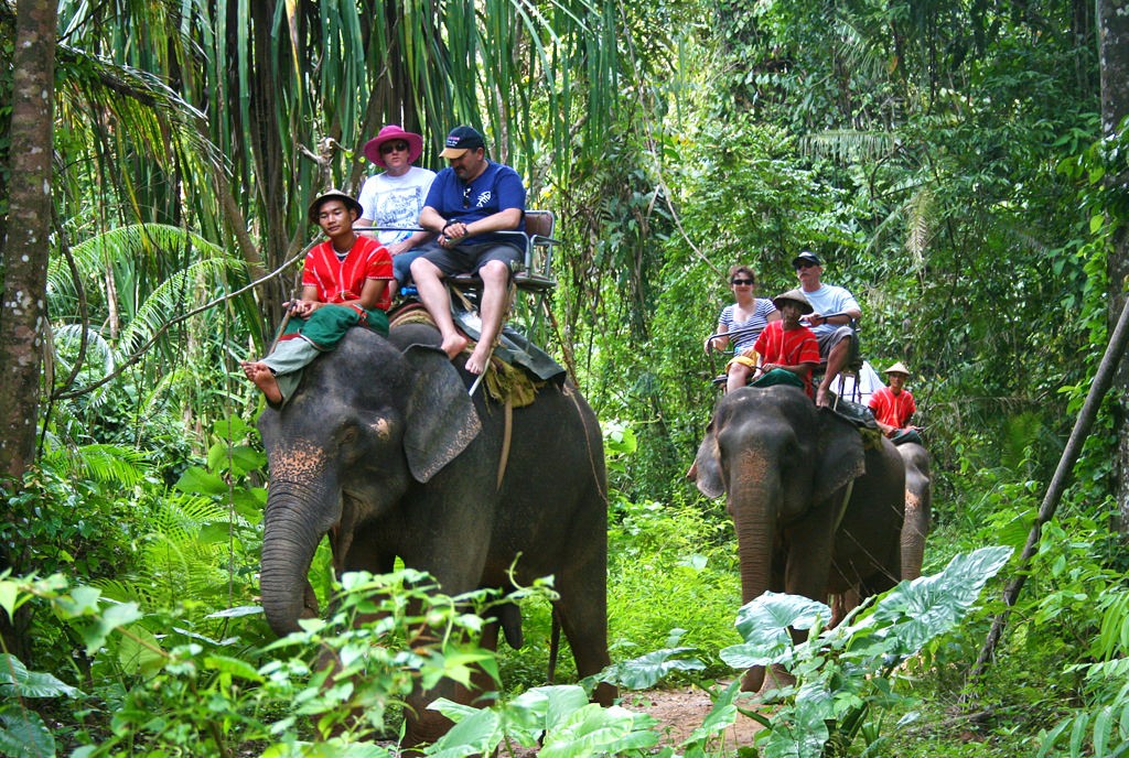 samui-elephant-tours