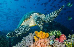 Raja Ampat - diving & turtle viewing in Dampier Straits