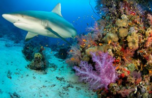 Seychelles Shark