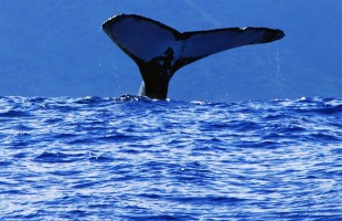 Tahiti_Te_pari_Whale_waving