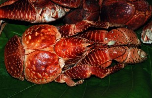Toau_Coconut_Crab