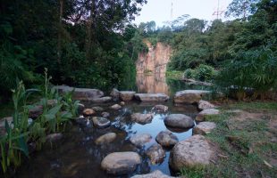 Bukit Timah nature reserve