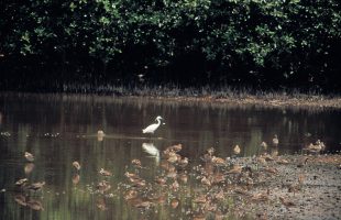 Buloh wetland reserve