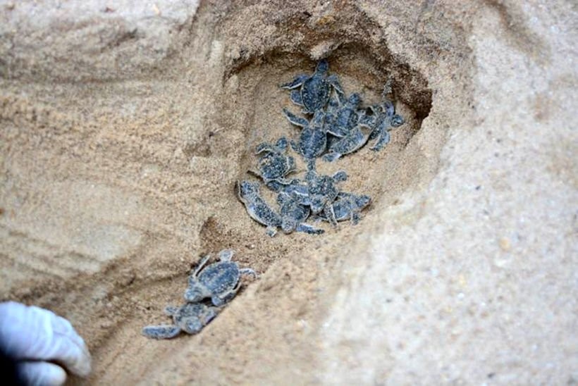 Baby turtles on Koh Samui Credit Banyan Tree Samui